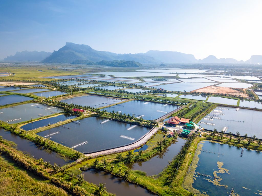 Aerial view of aquaculture ponds